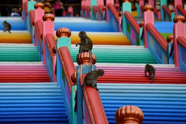 Monkeys roam around the newly-painted 272-steps staircase leading to Malaysia's Batu Caves temple in Kuala Lumpur on August 30, 2018. (Photo by Manan Vatsyayana/AFP Photo)