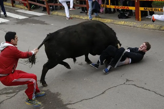 In this photo taken Saturday, February 14, 2015, Benjamin Miller, 20, from Georgia, in the US, is gored by a bull during the “Carnaval del Toro” in Ciudad Rodrigo, Spain. (Photo by Jose Vicente/AP Photo)