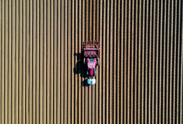 A farmer drives a tractor in his field while planting potatoes in Tilloy-lez-Cambrai, near Cambrai, France, April 18, 2021. Picture taken with a drone. (Photo by Pascal Rossignol/Reuters)