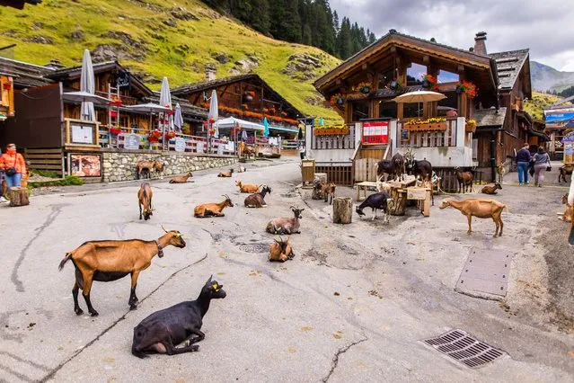 Goats are seen on the road during the Rallye Mont-Blanc Morzine 2023, in the sixth round of the Championnat de France des Rallyes 2023 in Morzine, France on September 1, 2023. (Photo by Bastien Roux/DPPI/Rex Features/Shutterstock)