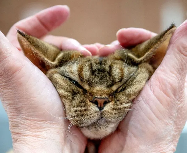 Cleo, a Devon Rex participates in GCCF Merseyside Cat Show at Sutton Leisure Centre on June 04, 2022 in St Helens, England. (Photo by Shirlaine Forrest/Getty Images)