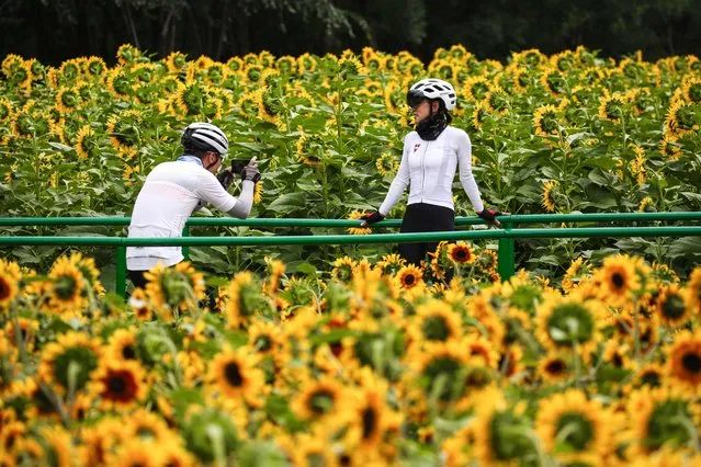 This photo taken on September 24, 2023 shows a woman posing for photos at a sunflower field in Shenyang, in China's northeastern Liaoning province. (Photo by AFP Photo/China Stringer Network)