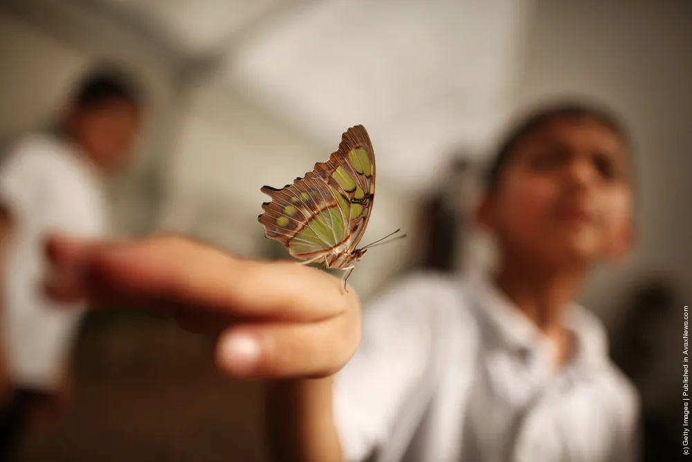 Hundreds Of Tropical Butterflies Displayed At The New Natural History Museum Exhibition
