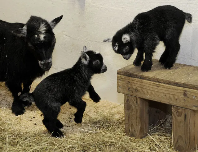 This March 14, 2015 handout photo shows twin African pygmy goat kids at the Maryland Zoo in Baltimore. The twins, born at the zoo March 10, made their public debut Thursday. The zoo says the babies have been behind closed doors for the last three weeks bonding with their mother. (Photo by Jeffrey F. Bill/AP Photo/The Maryland Zoo)