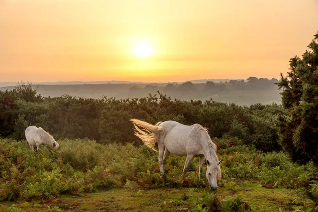 Sunrise over at Godshill in the New Forest, Hampshire, UK this morning,   September 7, 2023 as new forest ponies and cattle graze. (Photo by Claire Sheppard/Solent News & Photo Agency)