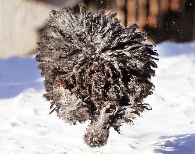 Puli Gin-Gin runs in the snow in its garden in Lautertal, southern Germany, Thursday, January 5, 2017. Pulis are Hungarian sheepdogs and rarely seen in Germany. (Photo by Michael Probst/AP Photo)