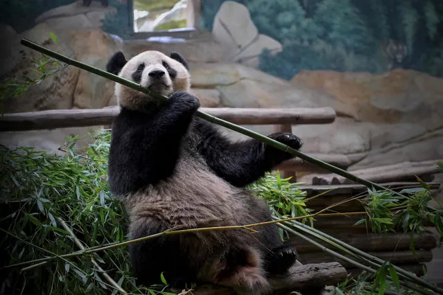 Yuan Meng, a young male panda eats bamboo as he sits in his enclosure at the Zoo-Parc de Beauval, in Saint-Aignan, central France, on July 23, 2021. (Photo by Guillaume Souvant/AFP Photo)