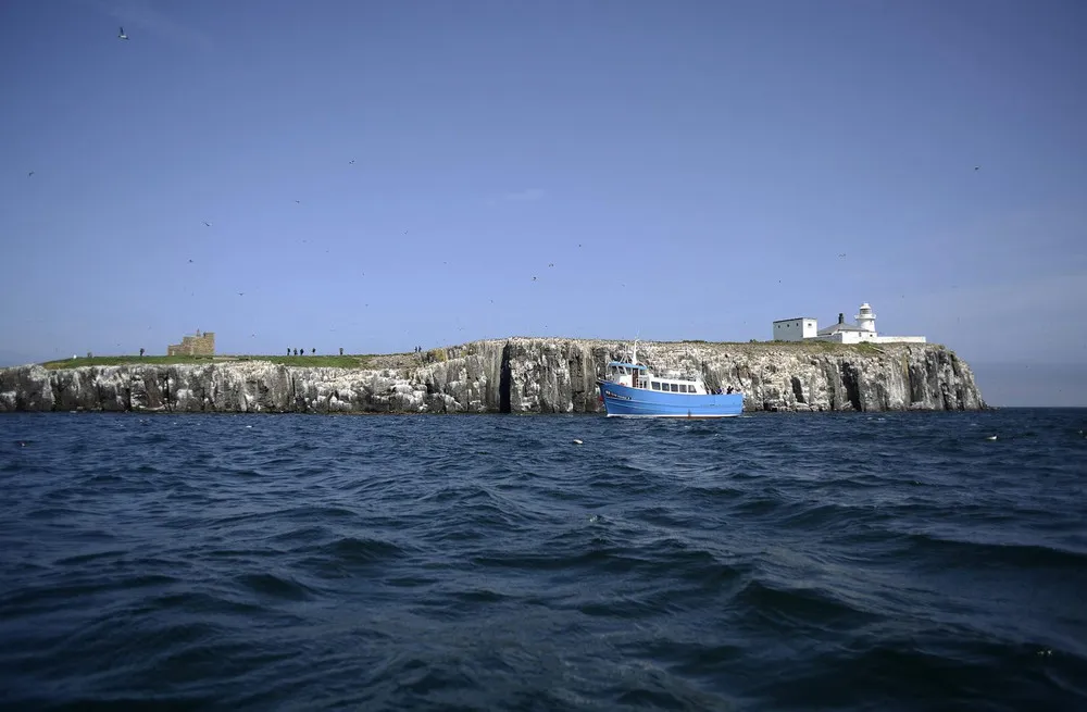 Wildlife of the Farne Islands