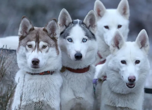 Husky dogs during a training session at Feshiebridge ahead of the The Siberian Husky Club of Great Britain's 36th Aviemore Sled Dog Rally being held this upcoming weekend on forest trails around Loch Morlich, in the shadow of the Cairngorm mountains on January 23, 2019. (Photo by Andrew Milligan/PA Wire Press Association)