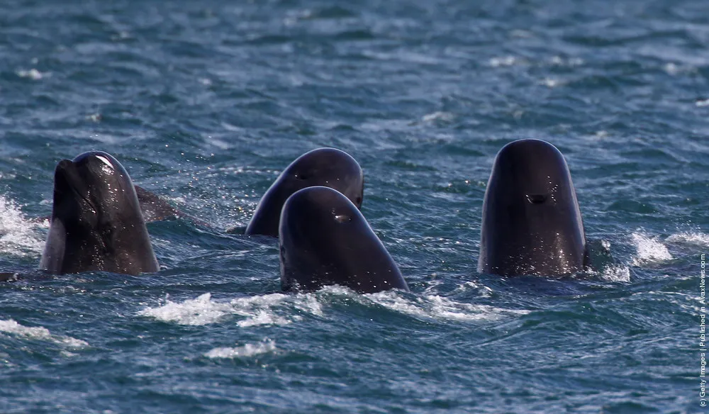 Concern Grows Over Possible Mass Stranding Of Upto One Hundred Pilot Whales On A Scottish Beach