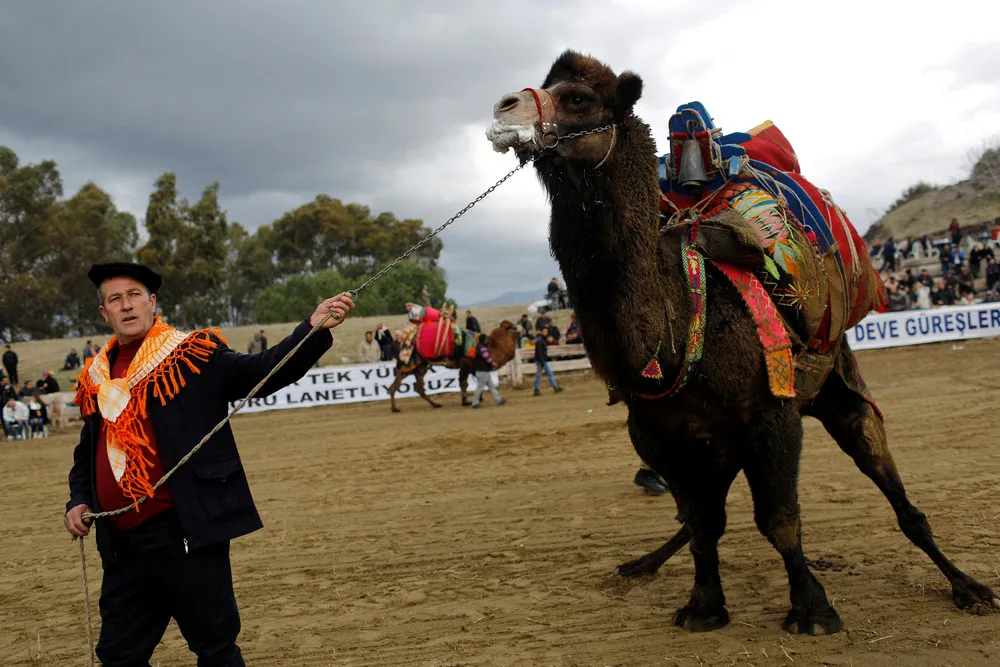 Selcuk-Efes Camel Wrestling Festival in Turkey