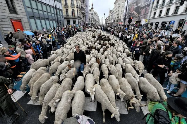 Flocks of sheep are herded in the city centre of Madrid on October 23, 2022. Shepherds guided a flock of around 1100 sheep and 200 goats through the streets of Madrid today in defence of ancient grazing and migration rights increasingly threatened by urban sprawl. (Photo by Oscar del Pozo/AFP Photo)