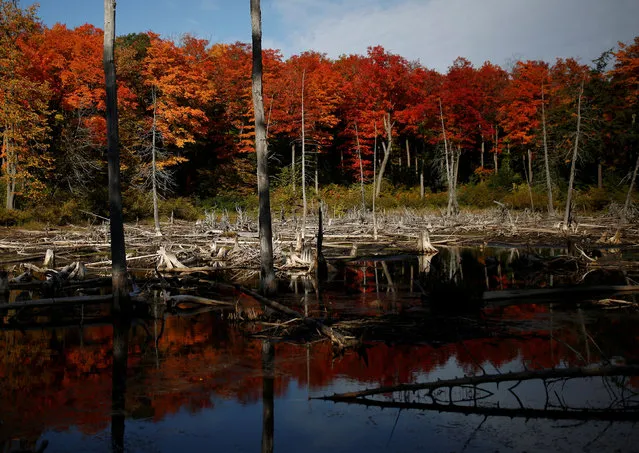 Autumn coloured leaves are pictured in the Gatineau Park in Gatineau, Quebec, Canada on October 10, 2019. (Photo by Stephane Mahe/Reuters)