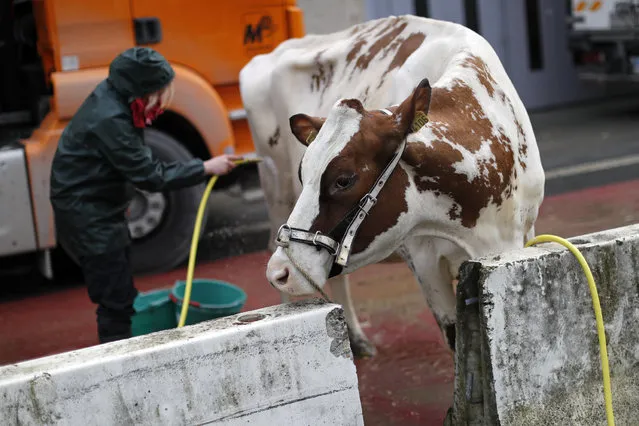 A farmer cleans her cow as preparations continue on the eve of the opening of the International Agricultural Show in Paris, France, February 26, 2016. (Photo by Benoit Tessier/Reuters)