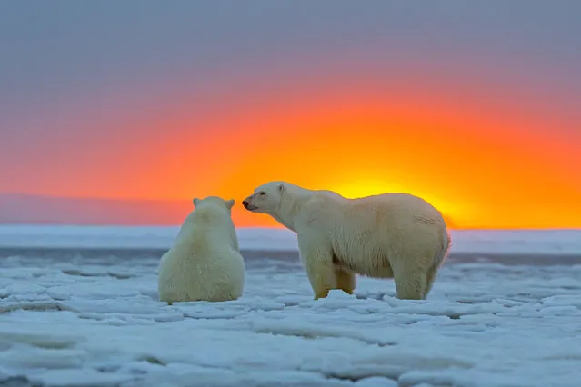Polar Bears – In the sunset. (Photo by Sylvain Cordier/Caters News)