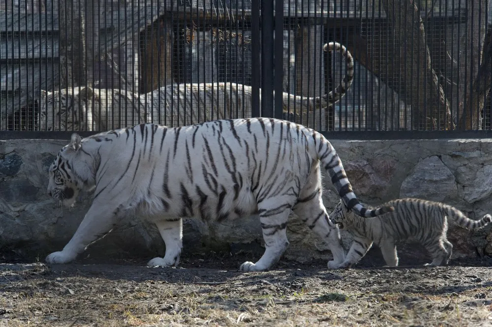 White Bengal Tiger Cubs in Novosibirsk Zoo