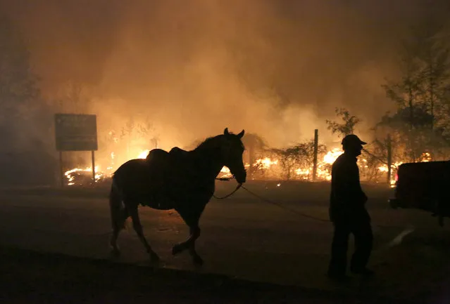 A villager and his horse are seen next to a forest fire in the town of Santa Olga in the Maule region, south of Chile, January 25, 2017. Picture taken January 25, 2017. (Photo by Pablo Sanhueza/Reuters)