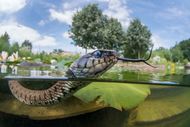 British Waters Wide Angle category runner-up. Grass snake swimming along a garden pond by Jack Perks (UK)in Nottinghamshire, UK. “I’m always on the lookout for unusual freshwater subjects and grass snakes are a species I’ve been after for years. I was told about a pond where the odd grass snake hangs around the lilly pads for frogs. I put my drysuit on and got into the water and could see one slithering along the surface. Slowly making my way towards it with my head only just poking above I got the spilt shot”. (Photo by Jack Perks/Underwater Photographer of the Year 2019)