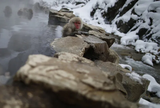Japanese Macaques (or Snow Monkeys) gather to soak in a hot spring at a snow-covered valley in Yamanouchi town, central Japan January 20, 2014. (Photo by Issei Kato/Reuters)