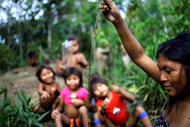 An Indigenous woman collects ants to eat by pushing a branch into an anthill, at the Auaris Base Hub, in Yanomami Indigenous land, Roraima state, Brazil, on January 10, 2024. “Most of the miners had gone, but they are coming back”, Yanomami shaman Davi Kopenawa, whose activism helped create the government-protected Yanomami territory in 1992, told Reuters. ”Illegal mining is so bad for us”. (Photo by Ueslei Marcelino/Reuters)