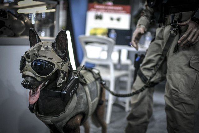 This photograph taken on October 19, 2021 shows a dummy dog wearing a mask equipped with cameras and a transmission device displayed at the 22nd worldwide exhibition of internal State security (MILIPOL) in Villepinte, north of Paris. (Photo by Stephane de Sakutin/AFP Photo)