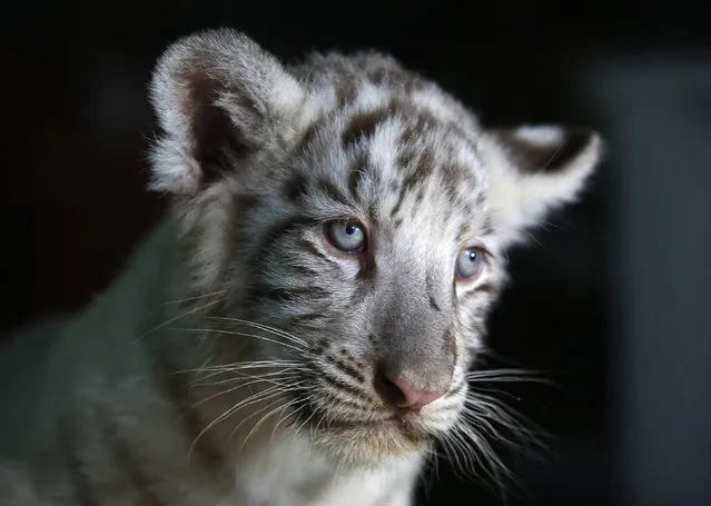 A white Bengal tiger cub born in captivity is seen during a press presentation at Huachipa's private zoo in Lima, Peru, March 16, 2016. (Photo by Mariana Bazo/Reuters)