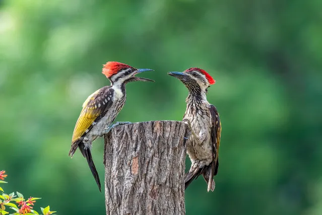 A pair of black-rumped flameback woodpeckers appear to bicker before sharing a meal in Chandigarh, northern India early February 2024. (Photo by Anuj Jain/Media Drum Images)