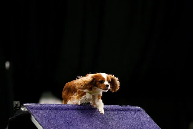 A Cavalier King Charles Spaniel competes in the  Masters Agility Championship Finals competition during the 141st Westminster Kennel Club Dog Show in New York City, U.S. February 11, 2017. (Photo by Brendan McDermid/Reuters)