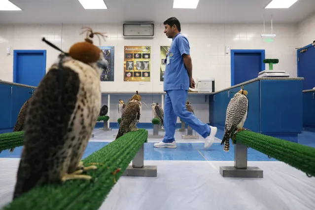 Falcons wait to recieve medical attention at the Abu Dhabi Falcon Hospital in Abu Dhabi, United Arab Emirates on April 28, 2019. (Photo by Christopher Pike/Reuters)