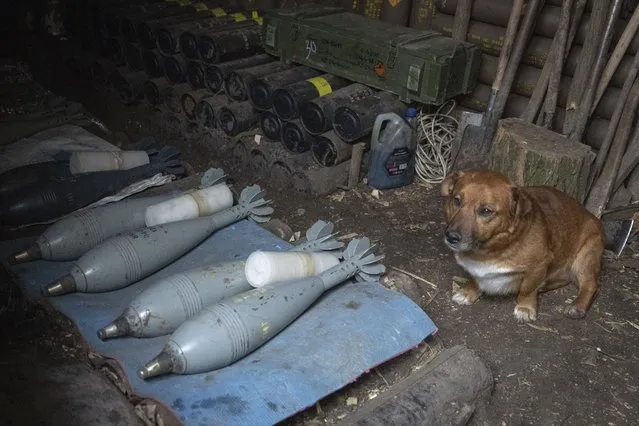 A dog hides in shelter with ammunitions of the 28th Separate Mechanised Brigade at the front line, near Bakhmut, Donetsk region, Ukraine, Sunday, March 3, 2024. (Photo by Efrem Lukatsky/AP Photo)