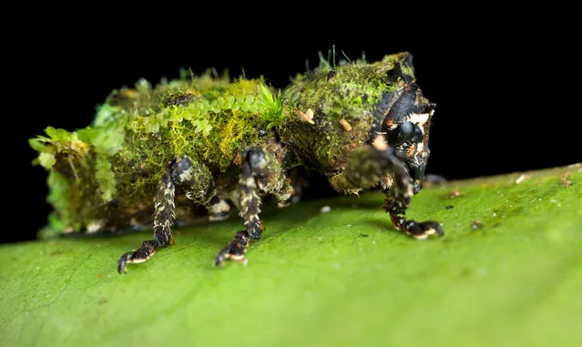 Weevil. (Photo by Paul Bertner/Caters News)