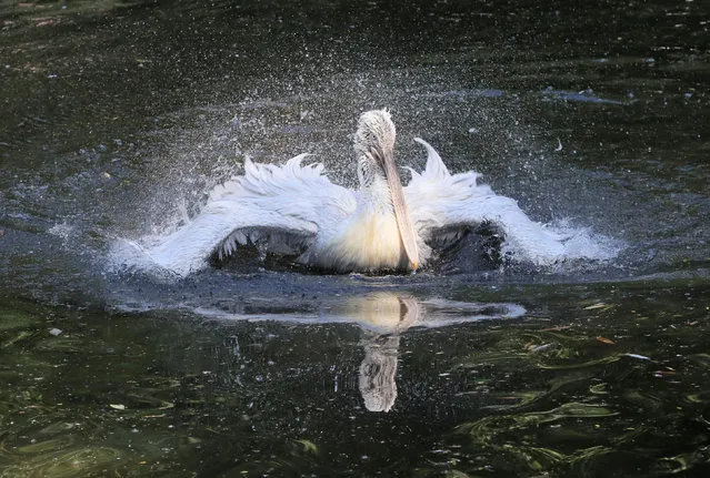 A pelican splashes water inside an enclosure at the Moscow Zoo on a hot summer day in the capital Moscow, Russia on June 7, 2019. (Photo by Tatyana Makeyeva/Reuters)