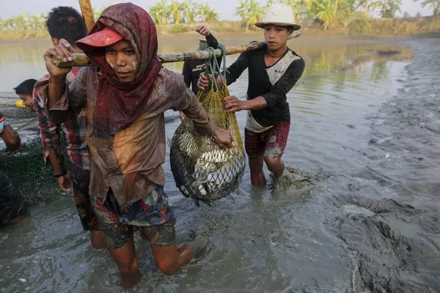 Workers carry a net full of fish as they carry out harvesting at a fish farm in Htantapin township, outside Yangon, Myanmar February 18, 2016. One in five children in Myanmar aged 10-17 go to work instead of school, according to figures from a census report on employment published last month, and the opening up of the economy since 2011 has triggered a spike in demand for labour. Many children work in fish farming and processing. At Yangon's San Pya fish market, the country's largest, girls and boys as young as nine clean and process fish and unload boats and trucks during 12-hour overnight shifts. (Photo by Soe Zeya Tun/Reuters)