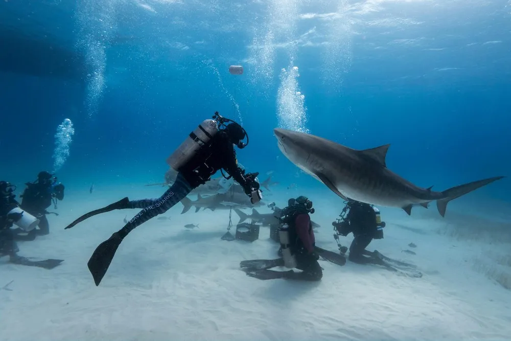 An Underwater Meeting