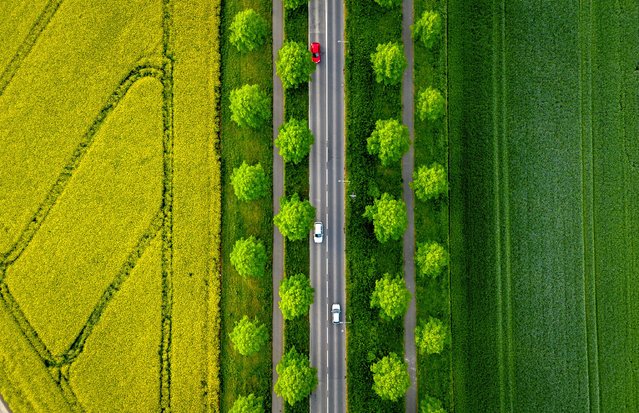 Cars drive on an alley between rape fields in the outskirts of Frankfurt, Germany, Monday, April 22, 2024. (Photo by Michael Probst/AP Photo)