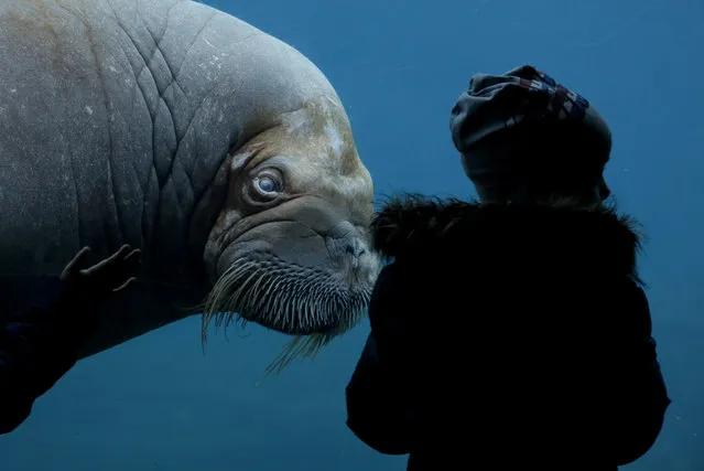 A visitor looks at a walrus (Odobenus rosmarus) on March 6, 2017 in a zoo Hamburg. (Photo by Axel Heimken/AFP Photo/DPA)