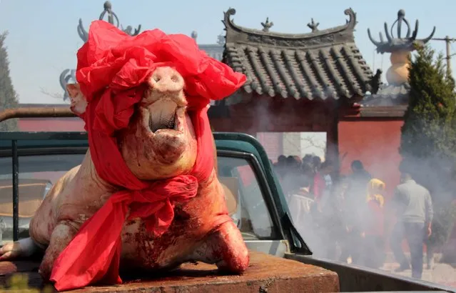 A pig is sacrificed and placed outside of a temple during a traditional festival celebrated by fisherman in Rongcheng, Shandong Province, China, April 19, 2016. (Photo by Reuters/Stringer)