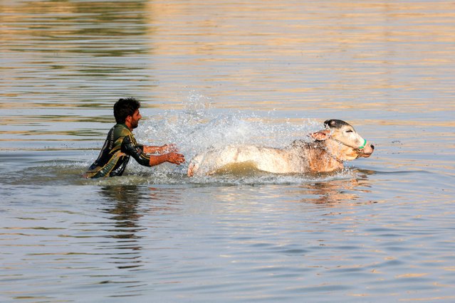A man bathes his pet bull to cool off during a hot summer day on the outskirts of Jacobabad, Pakistan on May 23, 2024. (Photo by Akhtar Soomro/Reuters)