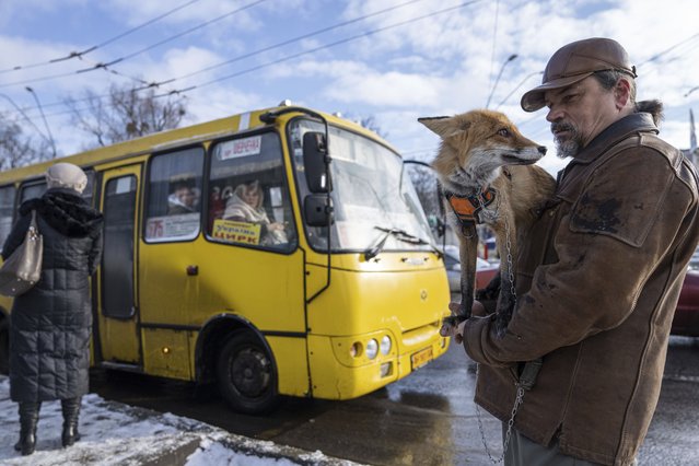 Kostyantyn holds his fox Ksiuha while they wait for a bus in Kyiv, Ukraine, Tuesday, February 7, 2023. (Photo by Evgeniy Maloletka/AP Photo)
