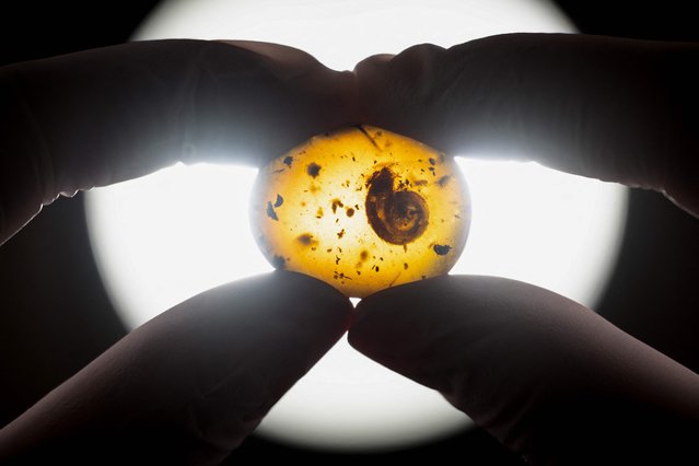 A woman holds a 99 million year old fossilised snail trapped in amber named “Archaeocyclotus Brevivillosus” at the Colmar Museum of Natural History in Eastern France on March 14, 2023. The snail, which orginates from the Hukawng Valley in northern Burma, is a contemporary of the dinosaurs and gives a window on the biodiversity of the era. Measuring 9 mm long and 3.1 mm in height and with a shell with bristly hairs the snail will go on display in June at the Colmar Museum accompanying the two hundred specimens of snails the museum has in its collection. (Photo by Sebastien Bozon/AFP Photo)