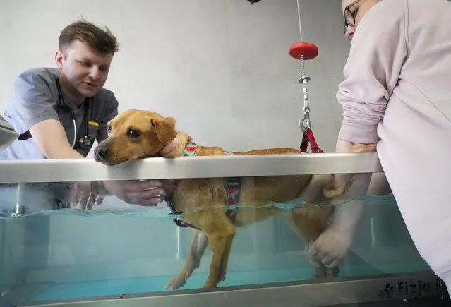 Veterinary doctor Jakob Kotowicz, left, and his assistant treat a broken leg of a dog in a water bath at the ADA foundation centre in Przemysl, southeastern Poland, Monday, March 28, 2022. Amid the exodus of more than 2.2 million Ukrainian refugees to Poland who fled the Russian invasion are the pet lovers who could not leave their animals behind. The evacuation of the animals was dangerous but was made possible due to the efforts and cooperation of several animal rights groups and Ukrainian refugees. (Photo by Sergei Grits/AP Photo)