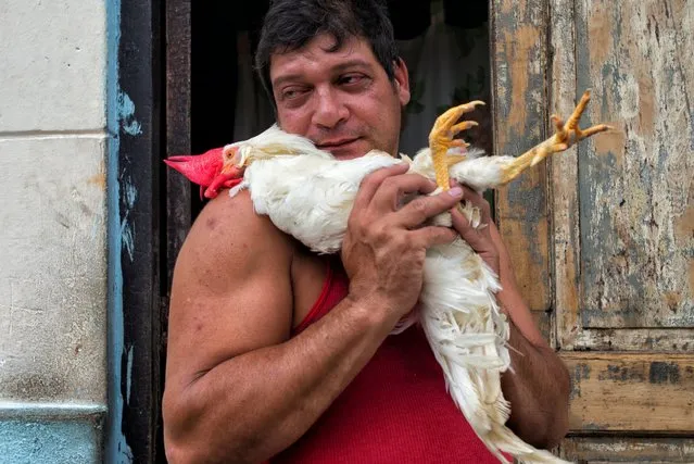 A man holds a live rooster in Old Havana, Cuba, May 2, 2016. (Photo by Dotan Saguy)