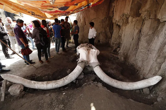 A general view of the remains of mammoth specimens found in artificial traps in the municipality of Tultepec, Mexico, 06 November 2019. The first artificial traps for mammoths that have been recorded in the world have been discovered in the municipality of Tultepec, in the central State of Mexico, said Luis Cordoba, of the archaeological rescue direction of the National Institute of Anthropology and Mexico History. (Photo by Jose Mendez/EPA/EFE)