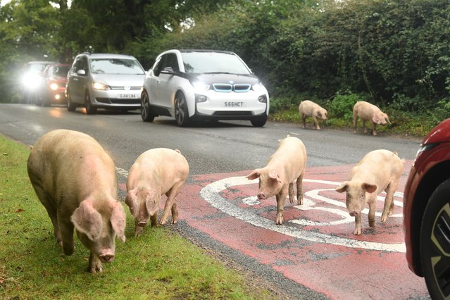 During the pannage season, farmers in the New Forest, UK exercise their right to set pigs out on forest lands, a right afforded to them by William the Conquerer to help reduce the number of ponies and cattle falling ill after eating the acorns and beech mast. (Phoot by Russell Sach/The Times)