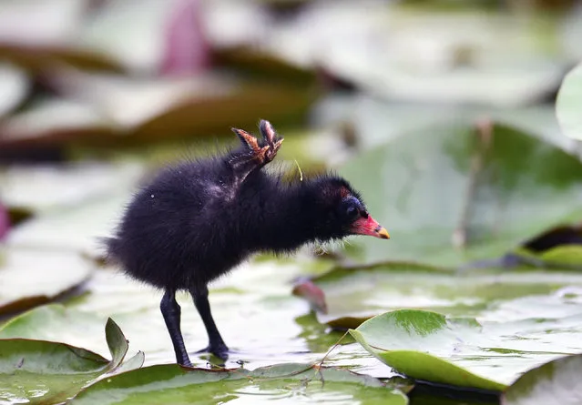 A picture made available on July 7, 2014 shows a newly hatched moorhen chick at Gwangokji-pond in Shiheung City, Gyeonggi province, South Korea, July 6, 2014. (Photo by Kim Jae-Sun/EPA)