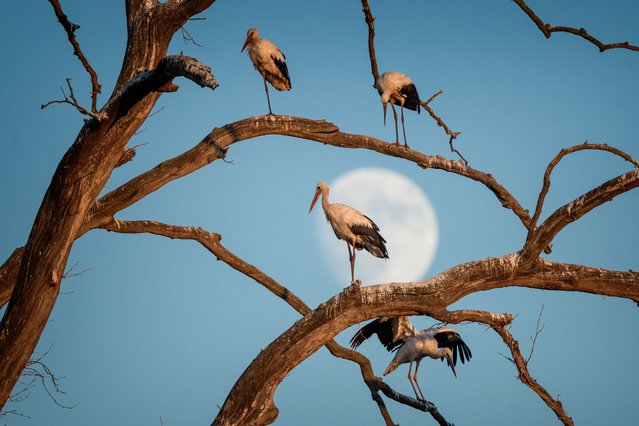 Storks perch on branches of a tree as moon rises near the Hamzabey Dam, which hosts hundreds of storks every year, in Inegol district of Bursa, Turkiye on July 30, 2023. Storks that live in and around the Hamzabey Dam and have not reached reproductive maturity feed on agricultural lands and watersides. (Photo by Alper Tuydes/Anadolu Agency via Getty Images)