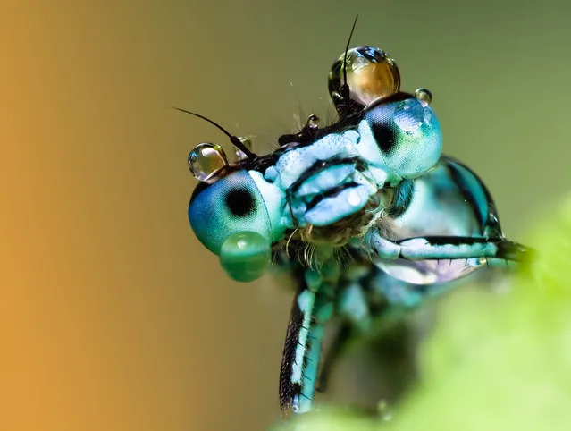 Wet damsel