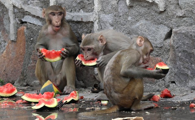 Monkeys eat watermelons fed by people in scorching heat in ridge area in New Delhi, India, 07 June 2022. Animals and birds have also been impacted due to heat wave in India. According to the Indian Meteorological Department (IMD), heat wave will continue to till 09 June 2022 in Delhi state and the National Capital Region. (Photo by Rajat Gupta/EPA/EFE)