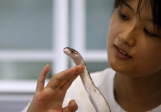 A customer touches a snake as she poses for a photo at the Tokyo Snake Center, a snake cafe, in Tokyo's Harajuku shopping district  August 14, 2015. (Photo by Toru Hanai/Reuters)