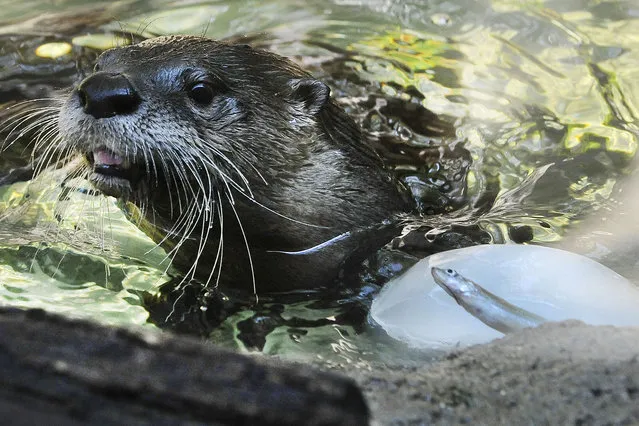 Otters munch on frozen balls of ice encasing fish at the Detroit Zoo in Royal Oak, Michigan on Tuesday, July 22, 2014. As beastly high temperatures reach into the 90's in Metro Detroit, the animals at the Detroit Zoo are keeping cool with various environmental enrichment strategies including blocks of ice frozen around fruit or fish, mud pits, and an occasional romp in the sprinkler. (Photo by Daniel Mears/AP Photo/The Detroit News)